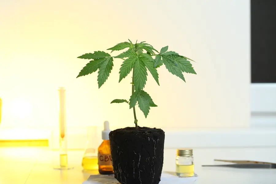 How to Read A CBD Lab Report (COA)