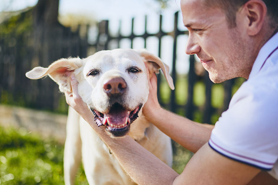 CBD for Dogs Near Me: Finding the Best Products for Your Pet