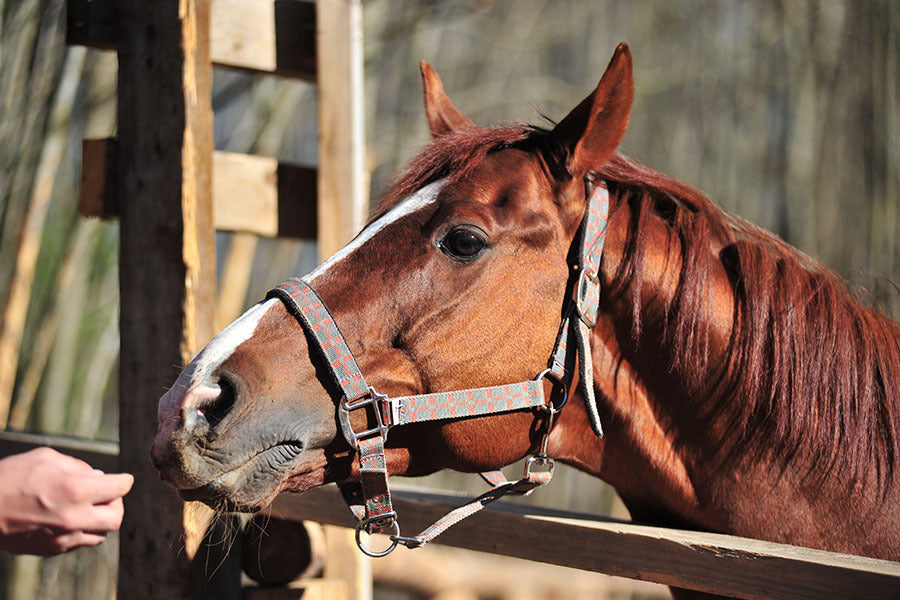 Using Equine CBD for Horses with Musculoskeletal Injury and Anxiety