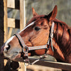 CBD for Horses with Musculoskeletal Injury and Anxiety