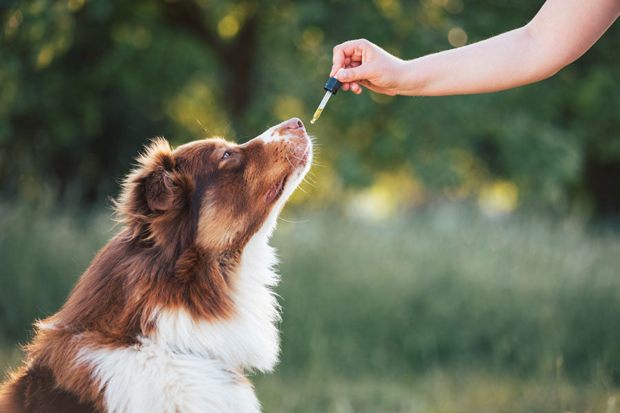 Best CBD Oil for Dogs with Allergies