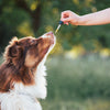 CBD for Dogs With Allergies & Itching: What the Research Shows