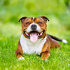 CBD for Dog Joint Pain
