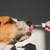 CBD for Pets Joints