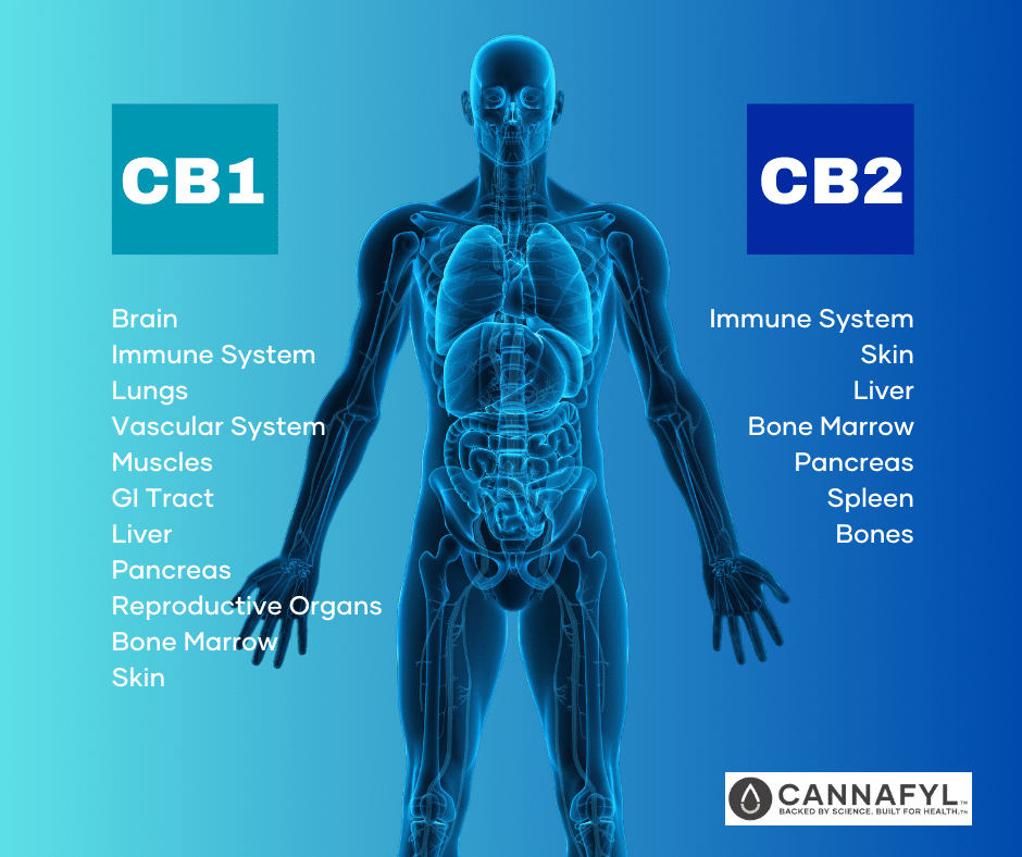 What to know about your Endocannabinoid System (ECS)