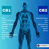 The Endocannabinoid System (ECS): The Science Behind Balance, Wellness, and CBD