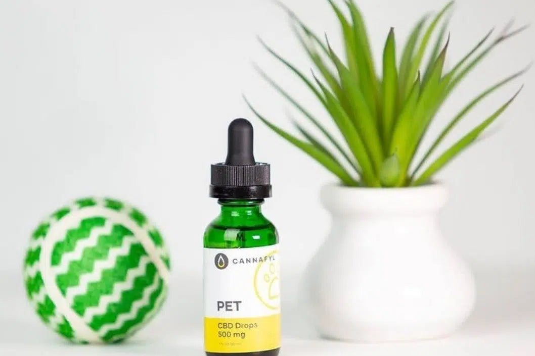 CBD and Dogs: A Comprehensive Guide to What the Research Says